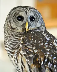 A Barred Owl with brown and white feathers
